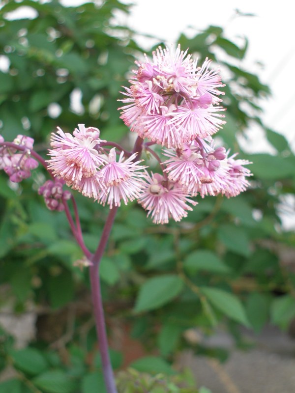 Thalictrum aquilegiifolium  ( Ranunculaceae)